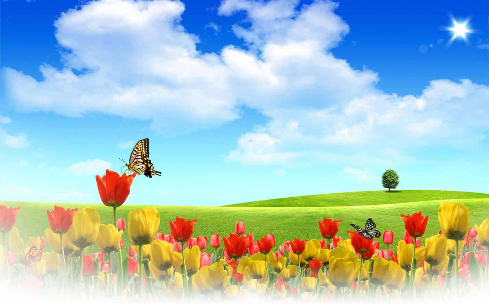 Tulips